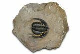 Diademaproetus Trilobite - Foum Zguid, Morocco #368619-3